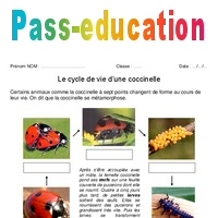 cycle de vie des coccinelles