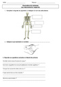 Examen Les mouvements corporels (muscles et squelette) :