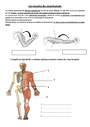 Exercice Les mouvements corporels (muscles et squelette) :