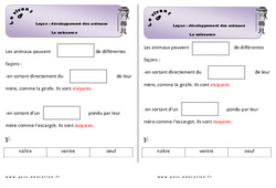 Naissance - Cours, Leçon - Séance 1 - Développement des animaux : 1ere Primaire - PDF gratuit à imprimer