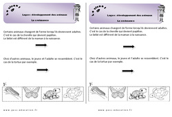 Croissance - Cours, Leçon - Séance 2 - Développement des animaux : 1ere Primaire - PDF gratuit à imprimer