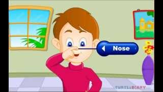 Cinq sens du corps humain - Anglais : 3eme, 4eme, 5eme Primaire