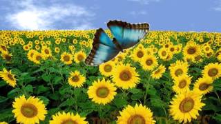 Métamorphose du papillon - Anglais : 3eme, 4eme, 5eme Primaire