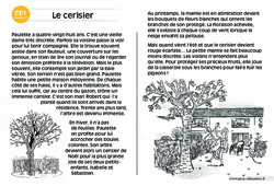 Le cerisier - Lecture compréhension - Histoire illustrée - Niveau 3 : 2eme Primaire - PDF à imprimer