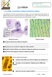 La cellule - Exercices : 6eme Primaire - PDF à imprimer