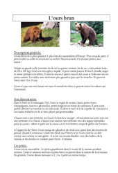  lecture l'ours brun : 3eme Primaire - PDF à imprimer