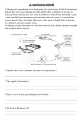 Reproduction animale - Exercices - Sciences : 4eme, 5eme Primaire - PDF à imprimer