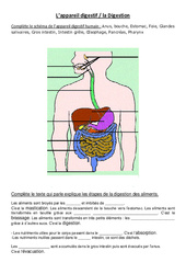 L'appareil digestif - Exercices - Sciences : 3eme, 4eme Primaire - PDF à imprimer