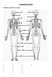 Squelette humain - Exercices - Sciences : 3eme, 4eme Primaire - PDF à imprimer
