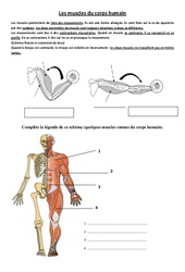 Muscles du corps humain - Exercices - Sciences : 3eme, 4eme Primaire - PDF à imprimer