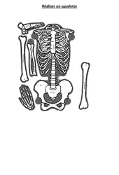 Réaliser un squelette - Exercices - Sciences : 3eme, 4eme Primaire - PDF à imprimer