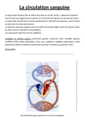 Comprendre la circulation sanguine - Exercices - Sciences : 5eme Primaire - PDF à imprimer