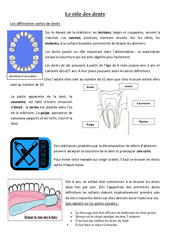 Le rôle des dents - Exercices - Sciences : 3eme Primaire - PDF à imprimer