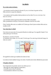 Les dents - Cours, Leçon - Sciences : 3eme Primaire - PDF gratuit à imprimer