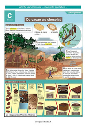 Du cacao au chocolat - Affiche documentaire : 3eme Primaire - PDF à imprimer