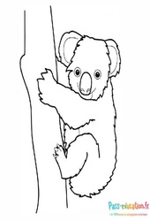 Coloriage gratuit : Koala - PDF à imprimer
