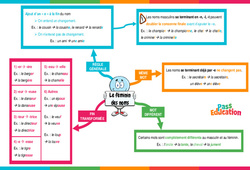 Le féminin des noms - Vidéo pédagogique interactive : 3eme, 4eme, 5eme Primaire