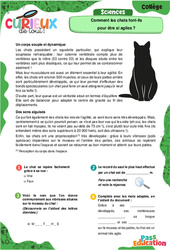 Comment les chats font - ils pour être si agiles ? - Curieux de tout : 1ere, 2eme, 3eme Secondaire - PDF à imprimer