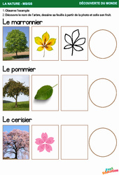 Les arbres fruitiers - La nature - Découverte du monde : 2eme, 3eme Maternelle - Cycle Fondamental - PDF à imprimer