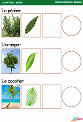 Les arbres (Le pêcher, L’oranger, Le cocotier) - Explorer le monde : 2eme, 3eme Maternelle - Cycle Fondamental - PDF à imprimer