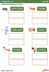 Script et cursive - Les insectes - Lecture : 3eme Maternelle - Cycle Fondamental - PDF à imprimer