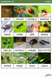 Les insectes - Vocabulaire : 3eme Maternelle - Cycle Fondamental - PDF à imprimer