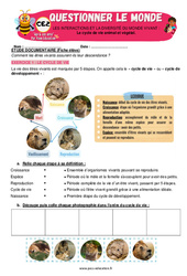 Le cycle de vie animal et végétal - Exercices - Apis & ses amis : 3eme Primaire - PDF à imprimer