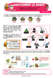 Régimes et réseaux alimentaires - Cours, Leçon - Apis & ses amis : 3eme Primaire - PDF à imprimer