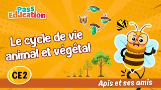 Vidéo Le cycle de vie animal et végétal - Vidéo pédagogique - Apis & ses amis : 3eme Primaire