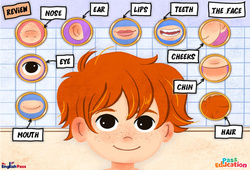 The Face - Vocabulaire - Cours, Leçon/Flashcard - Apprends l'anglais avec Kelly and James : 3eme Maternelle, [Primaire] - Cycle 2 - PDF à imprimer