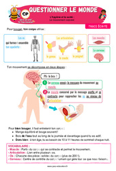 Le mouvement corporel - Cours, Leçon - Apis & ses amis : 1ere Primaire - PDF à imprimer