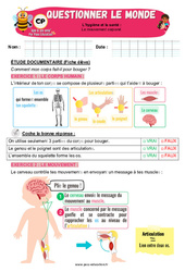 Le mouvement corporel - Exercices - Apis & ses amis : 1ere Primaire - PDF à imprimer