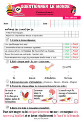 Le mouvement corporel - Examen Evaluation - Apis & ses amis : 1ere Primaire - PDF à imprimer