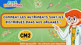 Comment les nutriments sont - ils distribués dans nos organes ? - Vidéo - Edith Eprouvette : 5eme Primaire