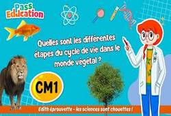 Vidéo Quelles sont les différentes étapes du cycle de vie dans le monde végétal&nbsp;? - Vidéo - Edith Eprouvette : 4eme Primaire