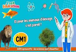 Vidéo Et pour les animaux d’élevage, quelles sont les étapes du cycle de vie&nbsp;? - Vidéo - Edith Eprouvette : 4eme Primaire