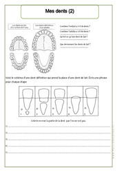 Mes dents (2) - Exercices - Corps humain - Sciences : 2eme Primaire - PDF à imprimer