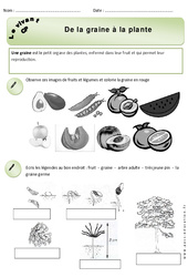 De la graine à la plante - Exercices - Découverte du monde : 1ere Primaire - PDF à imprimer
