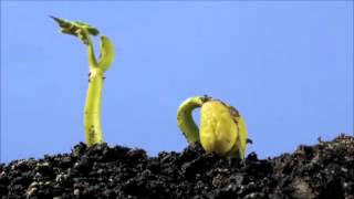 Végétaux - Vidéos pédagogiques - Stades du développement d’un être vivant - Sciences : 3eme, 4eme, 5eme Primaire