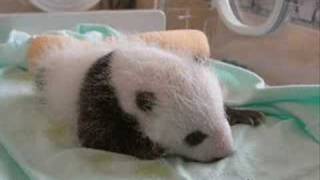 Animaux - Vidéos pédagogiques - Stades du développement d’un être vivant - Sciences : 3eme, 4eme, 5eme Primaire