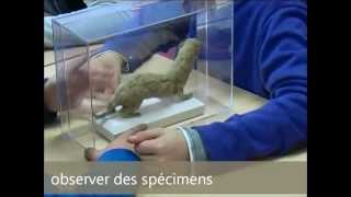 Classification des animaux - Vidéos pédagogiques - Stades du développement d’un être vivant - Sciences : 3eme, 4eme, 5eme Primaire