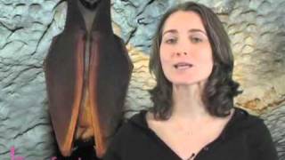 Animaux et leur milieu - Vidéos pédagogiques - Stades du développement d’un être vivant - Sciences : 3eme, 4eme, 5eme Primaire