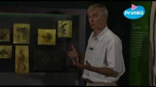 Traces de l’évolution des êtres - Vidéos pédagogiques - Stades du développement d’un être vivant - Sciences : 3eme, 4eme, 5eme Primaire