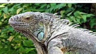 Evolution des êtres - Vidéos pédagogiques - Stades du développement d’un être vivant - Sciences : 3eme, 4eme, 5eme Primaire