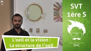 Vidéo Œil - Vision - Vidéos pédagogiques - Physique - Chimie : 2eme Secondaire