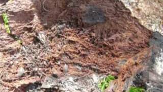 Répartition des êtres vivants - Vidéos pédagogiques - SVT : 6eme Primaire