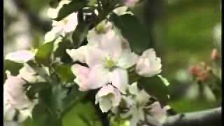 Installation des végétaux dans un milieu - Vidéos pédagogiques - SVT : 6eme Primaire