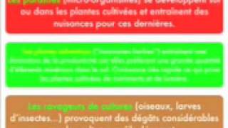 Production alimentaire par l’élevage ou la culture - Vidéos pédagogiques - SVT : 6eme Primaire