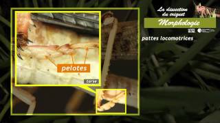 Vidéo Respirer dans les milieux de vie différents - Vidéos pédagogiques - SVT : 1ere Secondaire