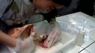 Vidéo Elimination des déchets produits par l'activité des organes - Vidéos pédagogiques - SVT : 1ere Secondaire